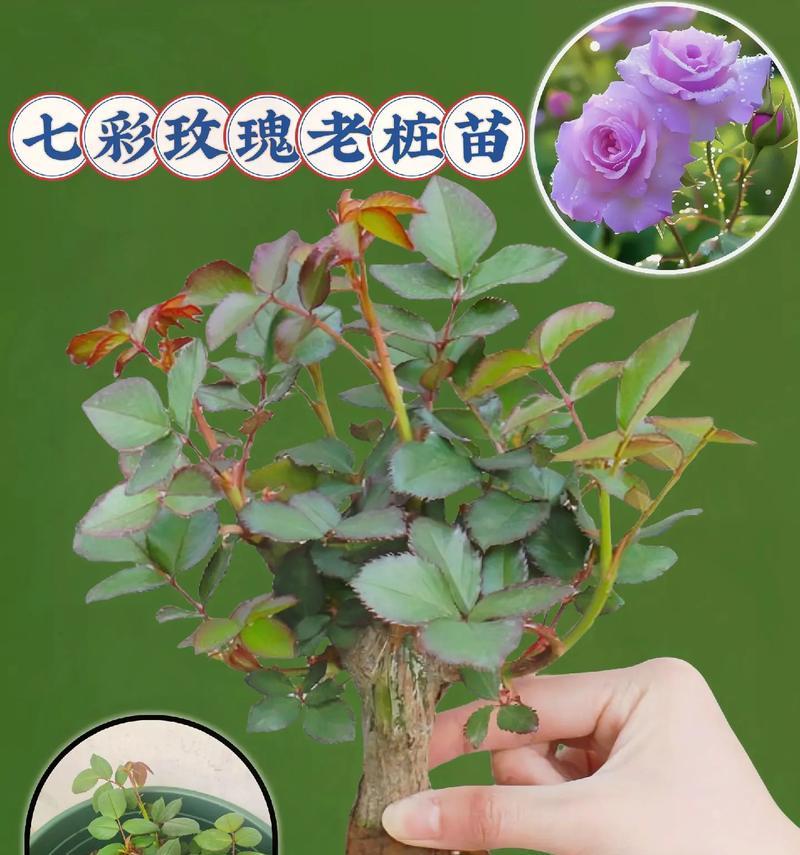 玫瑰花种植指南（玫瑰花的种植要点及注意事项）