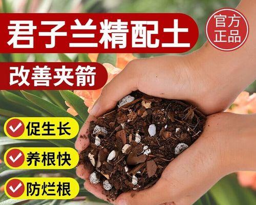 腐叶土可种兰花吗？（解析腐叶土与兰花的适宜度）