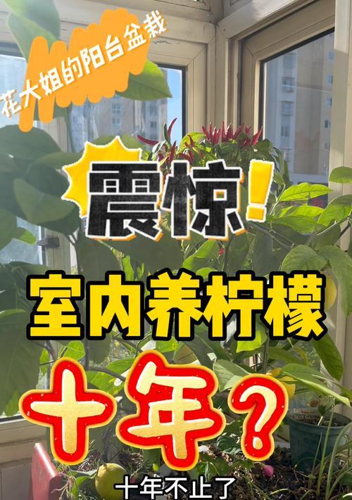 柠檬的养殖技巧与注意事项（掌握柠檬养殖秘籍，打造丰收柠檬园）