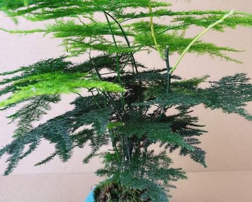 打造更矮更旺盛的文竹（掌握关键诀窍，助您成为文竹养护高手）