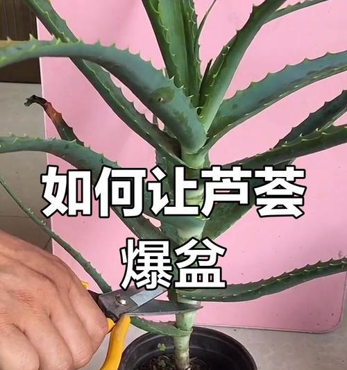 如何处理刚刚种的芦荟发黄问题（教你修复新种芦荟叶片发黄的秘诀）