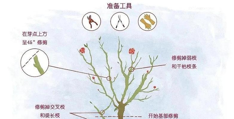 四季海棠修剪技巧，打造高大的植物风景（掌握关键步骤，让海棠生长壮观）