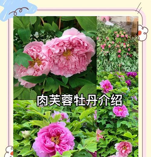 全面指南(解密芙蓉花养殖技巧,让你拥有美丽的花园)