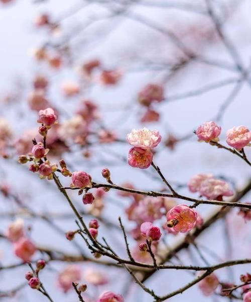 水梅花的开花习性及特点（一年四季皆可盛放，究竟开几次花？）