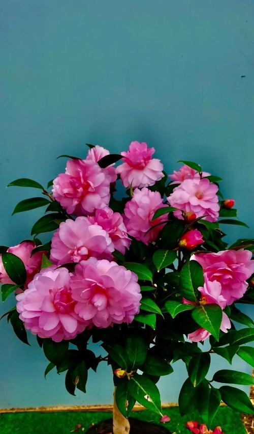 茶花怎么过冬的关键方法（保证茶花安全过冬的实用指南）