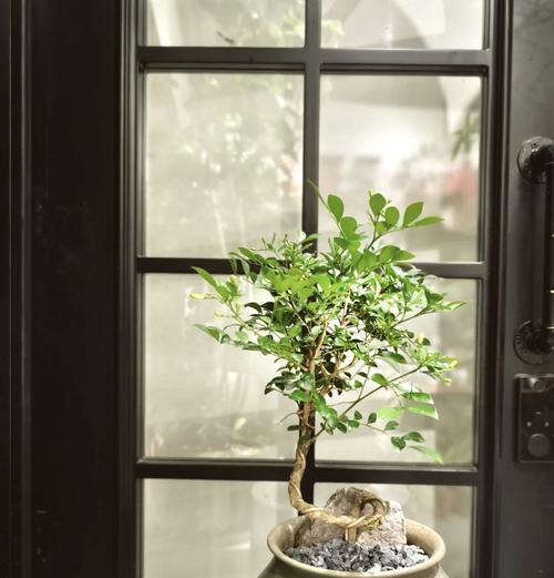 九里香种植指南（种植时间、方法、关键点详解）