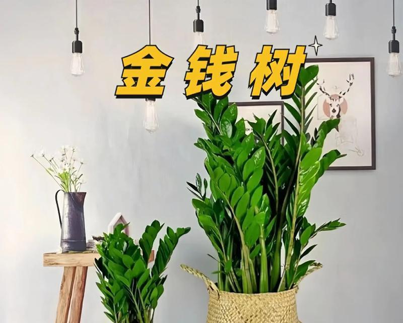 金钱树的养殖方法详解（打造室内美丽的金钱树园林）
